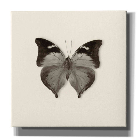 Image of 'Butterfly VII B&W' by Debra Van Swearingen, Canvas Wall Art,12x12x1.1x0,18x18x1.1x0,26x26x1.74x0,37x37x1.74x0