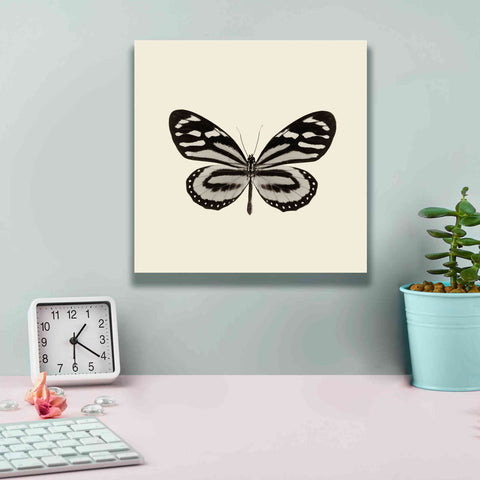 Image of 'Butterfly VIII B&W' by Debra Van Swearingen, Canvas Wall Art,12 x 12