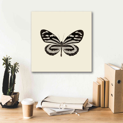 Image of 'Butterfly VIII B&W' by Debra Van Swearingen, Canvas Wall Art,18 x 18