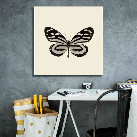 Image of 'Butterfly VIII B&W' by Debra Van Swearingen, Canvas Wall Art,26 x 26