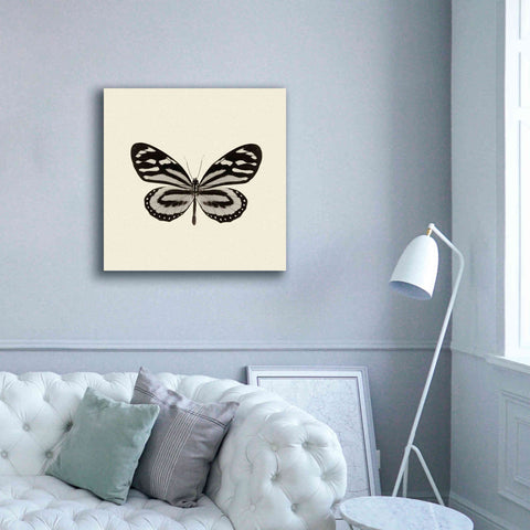 Image of 'Butterfly VIII B&W' by Debra Van Swearingen, Canvas Wall Art,37 x 37