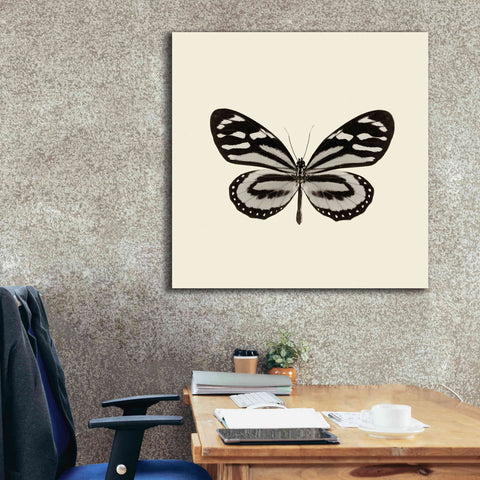 Image of 'Butterfly VIII B&W' by Debra Van Swearingen, Canvas Wall Art,37 x 37