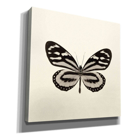 Image of 'Butterfly VIII B&W' by Debra Van Swearingen, Canvas Wall Art,12x12x1.1x0,18x18x1.1x0,26x26x1.74x0,37x37x1.74x0