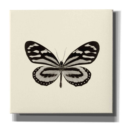 Image of 'Butterfly VIII B&W' by Debra Van Swearingen, Canvas Wall Art,12x12x1.1x0,18x18x1.1x0,26x26x1.74x0,37x37x1.74x0