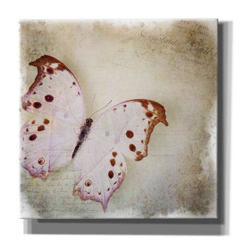 Image of 'Floating Butterfly II' by Debra Van Swearingen, Canvas Wall Art,12x12x1.1x0,18x18x1.1x0,26x26x1.74x0,37x37x1.74x0