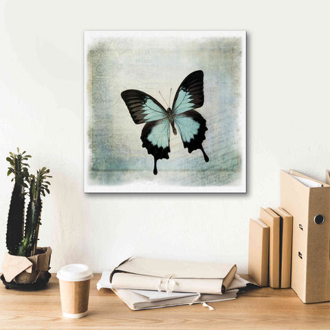 Image of 'Floating Butterfly III' by Debra Van Swearingen, Canvas Wall Art,18 x 18