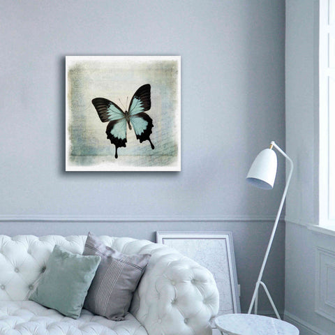 Image of 'Floating Butterfly III' by Debra Van Swearingen, Canvas Wall Art,37 x 37