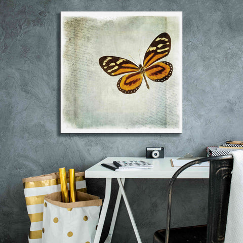 Image of 'Floating Butterfly VI' by Debra Van Swearingen, Canvas Wall Art,26 x 26