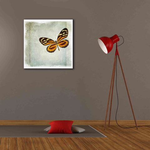 Image of 'Floating Butterfly VI' by Debra Van Swearingen, Canvas Wall Art,26 x 26