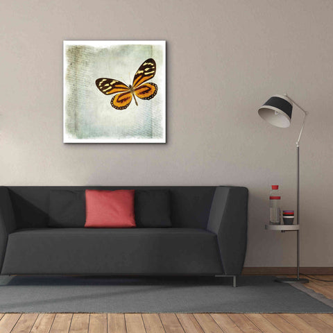 Image of 'Floating Butterfly VI' by Debra Van Swearingen, Canvas Wall Art,37 x 37