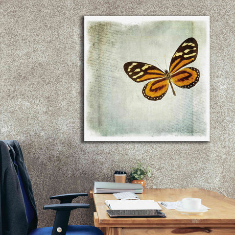 Image of 'Floating Butterfly VI' by Debra Van Swearingen, Canvas Wall Art,37 x 37