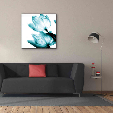 Image of 'Translucent Tulips II Teal' by Debra Van Swearingen, Canvas Wall Art,37 x 37