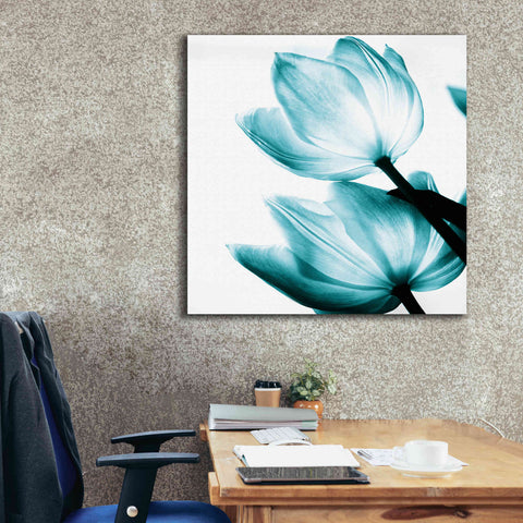 Image of 'Translucent Tulips II Teal' by Debra Van Swearingen, Canvas Wall Art,37 x 37
