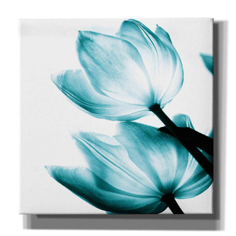 Image of 'Translucent Tulips II Teal' by Debra Van Swearingen, Canvas Wall Art,12x12x1.1x0,18x18x1.1x0,26x26x1.74x0,37x37x1.74x0