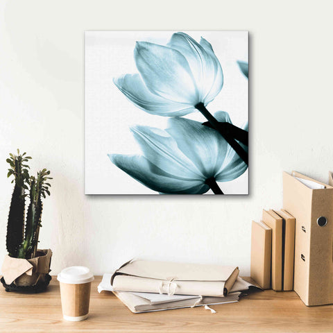 Image of 'Translucent Tulips II Aqua' by Debra Van Swearingen, Canvas Wall Art,18 x 18