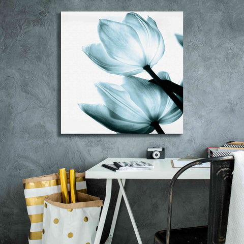 Image of 'Translucent Tulips II Aqua' by Debra Van Swearingen, Canvas Wall Art,26 x 26