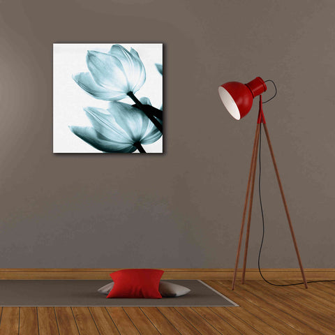 Image of 'Translucent Tulips II Aqua' by Debra Van Swearingen, Canvas Wall Art,26 x 26