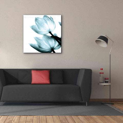 Image of 'Translucent Tulips II Aqua' by Debra Van Swearingen, Canvas Wall Art,37 x 37