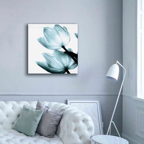 Image of 'Translucent Tulips II Aqua' by Debra Van Swearingen, Canvas Wall Art,37 x 37