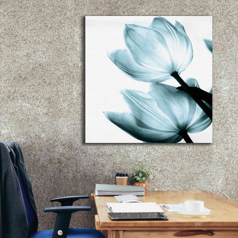 Image of 'Translucent Tulips II Aqua' by Debra Van Swearingen, Canvas Wall Art,37 x 37