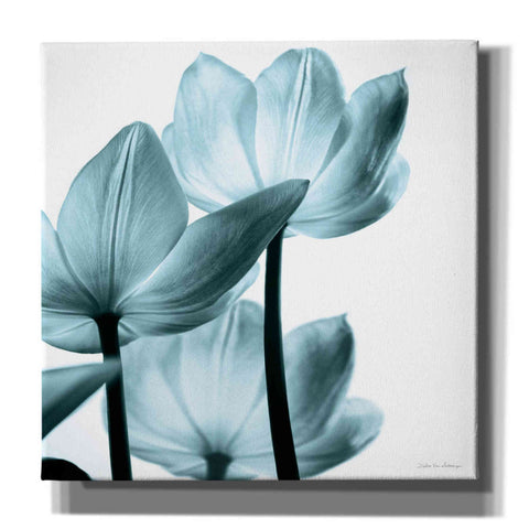 Image of 'Translucent Tulips III Aqua' by Debra Van Swearingen, Canvas Wall Art,12x12x1.1x0,18x18x1.1x0,26x26x1.74x0,37x37x1.74x0