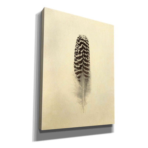 Image of 'Feather I Vintage' by Debra Van Swearingen, Canvas Wall Art,12x16x1.1x0,20x24x1.1x0,26x30x1.74x0,40x54x1.74x0