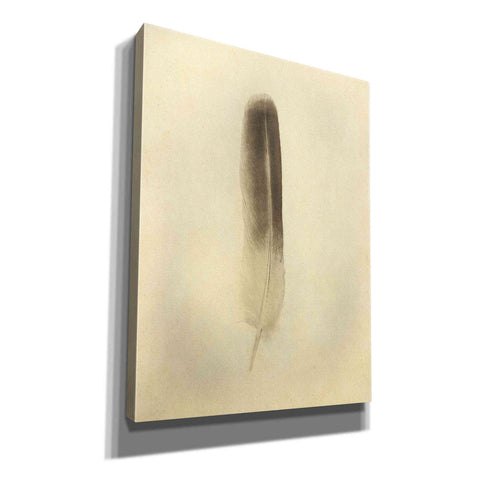 Image of 'Feather II Vintage' by Debra Van Swearingen, Canvas Wall Art,12x16x1.1x0,20x24x1.1x0,26x30x1.74x0,40x54x1.74x0