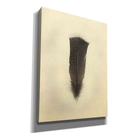 Image of 'Feather III Vintage' by Debra Van Swearingen, Canvas Wall Art,12x16x1.1x0,20x24x1.1x0,26x30x1.74x0,40x54x1.74x0