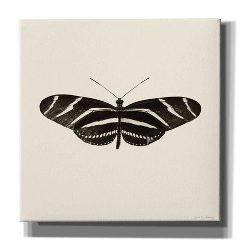 Image of 'Butterfly IX B&W' by Debra Van Swearingen, Canvas Wall Art,12x12x1.1x0,18x18x1.1x0,26x26x1.74x0,37x37x1.74x0