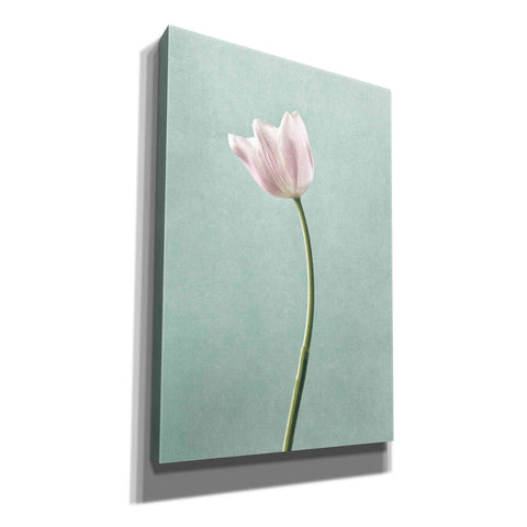 Image of 'Light Tulips I Harbor Gray' by Debra Van Swearingen, Canvas Wall Art,12x18x1.1x0,18x26x1.1x0,26x40x1.74x0,40x60x1.74x0