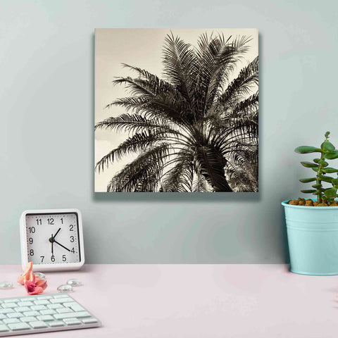 Image of 'Palm Tree Sepia I' by Debra Van Swearingen, Canvas Wall Art,12 x 12