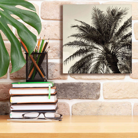 Image of 'Palm Tree Sepia I' by Debra Van Swearingen, Canvas Wall Art,12 x 12