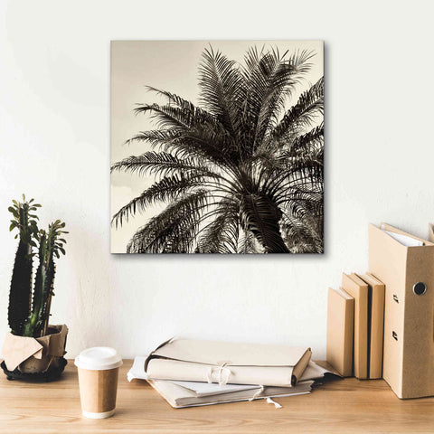 Image of 'Palm Tree Sepia I' by Debra Van Swearingen, Canvas Wall Art,18 x 18
