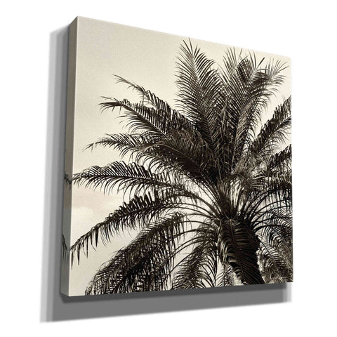 Image of 'Palm Tree Sepia I' by Debra Van Swearingen, Canvas Wall Art,12x12x1.1x0,18x18x1.1x0,26x26x1.74x0,37x37x1.74x0