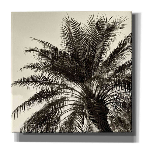 Image of 'Palm Tree Sepia I' by Debra Van Swearingen, Canvas Wall Art,12x12x1.1x0,18x18x1.1x0,26x26x1.74x0,37x37x1.74x0