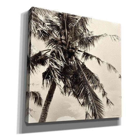 Image of 'Palm Tree Sepia II' by Debra Van Swearingen, Canvas Wall Art,12x12x1.1x0,18x18x1.1x0,26x26x1.74x0,37x37x1.74x0