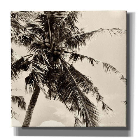 Image of 'Palm Tree Sepia II' by Debra Van Swearingen, Canvas Wall Art,12x12x1.1x0,18x18x1.1x0,26x26x1.74x0,37x37x1.74x0