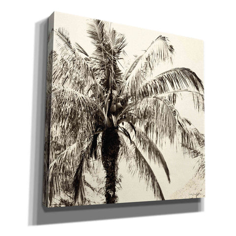 Image of 'Palm Tree Sepia III' by Debra Van Swearingen, Canvas Wall Art,12x12x1.1x0,18x18x1.1x0,26x26x1.74x0,37x37x1.74x0