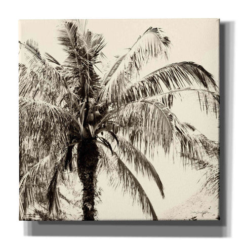 Image of 'Palm Tree Sepia III' by Debra Van Swearingen, Canvas Wall Art,12x12x1.1x0,18x18x1.1x0,26x26x1.74x0,37x37x1.74x0