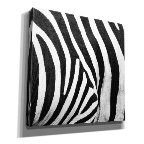 Image of 'Zebra IV' by Debra Van Swearingen, Canvas Wall Art,12x12x1.1x0,18x18x1.1x0,26x26x1.74x0,37x37x1.74x0