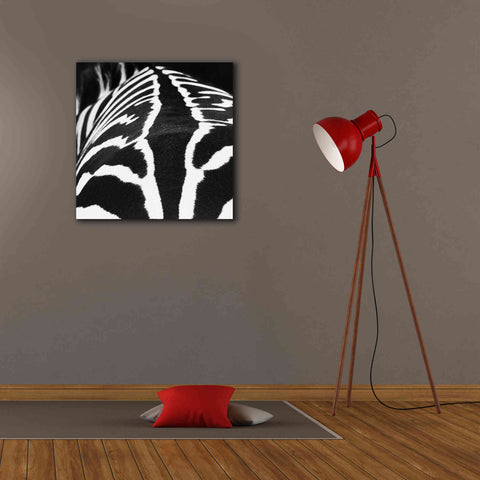 Image of 'Zebra V' by Debra Van Swearingen, Canvas Wall Art,26 x 26