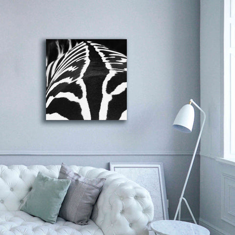 Image of 'Zebra V' by Debra Van Swearingen, Canvas Wall Art,37 x 37