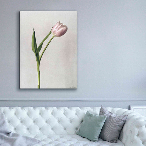 Image of 'Light Tulips II' by Debra Van Swearingen, Canvas Wall Art,40 x 54