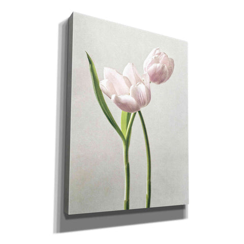 Image of 'Light Tulips III' by Debra Van Swearingen, Canvas Wall Art,12x16x1.1x0,20x24x1.1x0,26x30x1.74x0,40x54x1.74x0