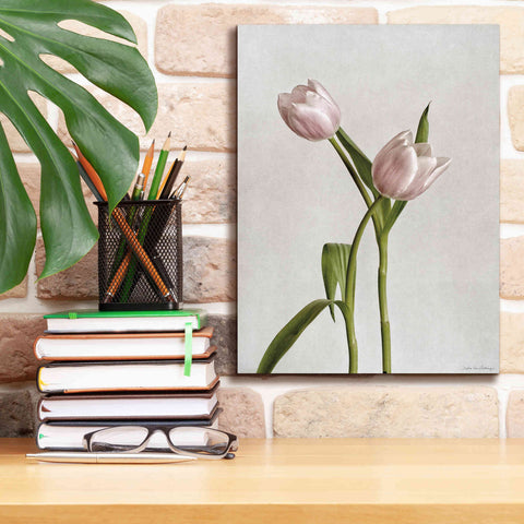Image of 'Light Tulips IV' by Debra Van Swearingen, Canvas Wall Art,12 x 16