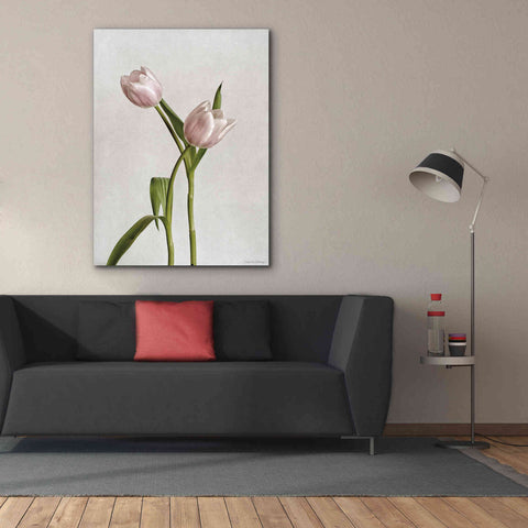 Image of 'Light Tulips IV' by Debra Van Swearingen, Canvas Wall Art,40 x 54
