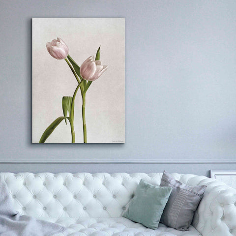 Image of 'Light Tulips IV' by Debra Van Swearingen, Canvas Wall Art,40 x 54
