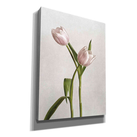 Image of 'Light Tulips IV' by Debra Van Swearingen, Canvas Wall Art,12x16x1.1x0,20x24x1.1x0,26x30x1.74x0,40x54x1.74x0