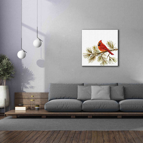 Image of 'Cardinal Christmas V on White' by Silvia Vassileva, Canvas Wall Art,37 x 37