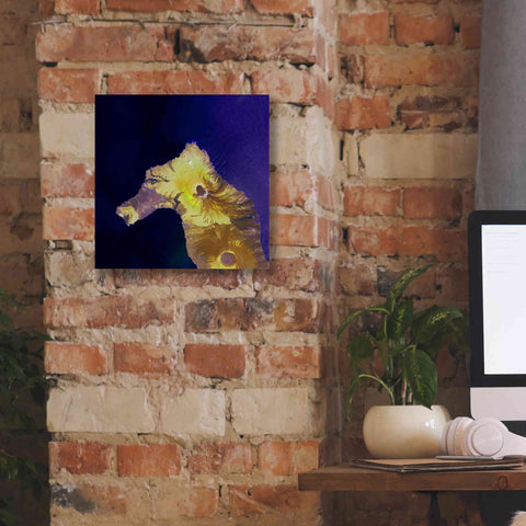 Image of 'Earth as Art: Painted Horse,' Canvas Wall Art,12 x 12